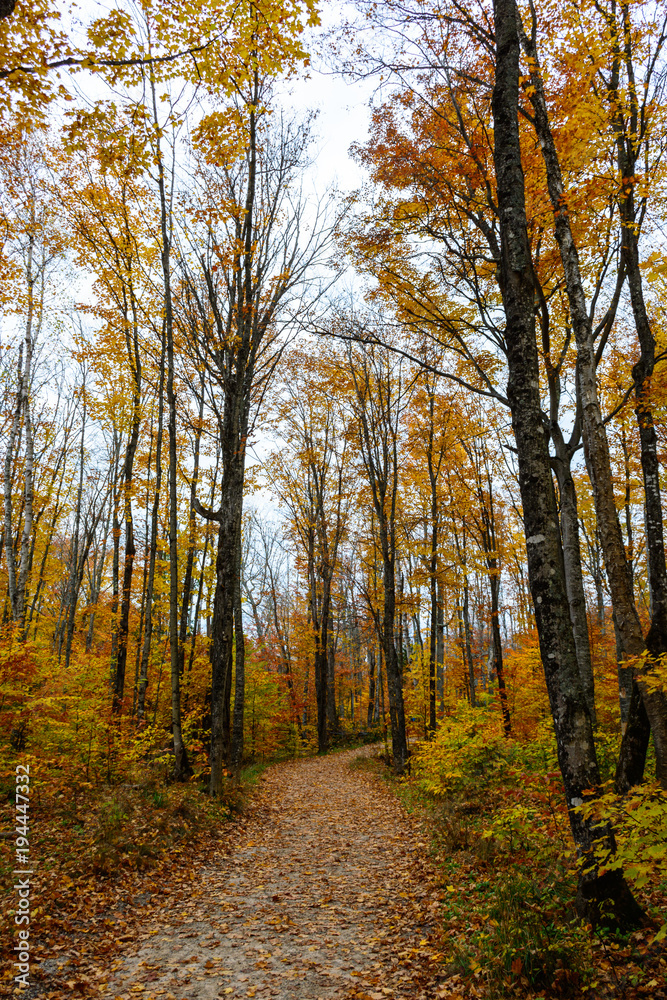 Obraz premium Forest trail in Pictured Rocks National Lakeshore, .Munising, MI, USA