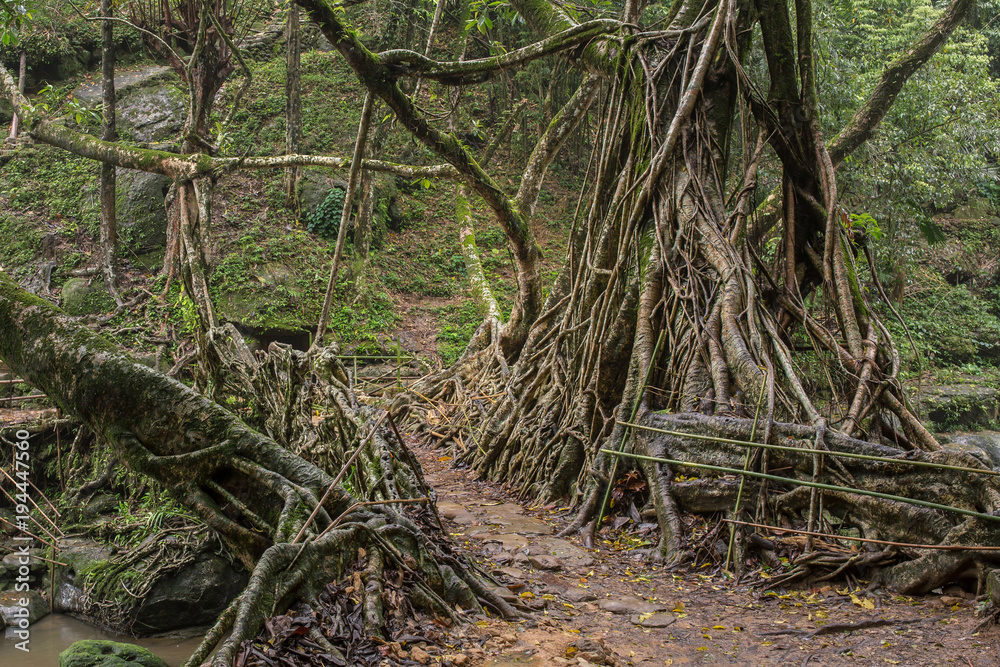 Living roots bridge near Riwai village, Cherrapunjee, Meghalaya, India. This bridge is formed by training tree roots over years to knit together. Living roots bridge near Riwai village, Cherrapunjee, Meghalaya, India. This bridge is formed by training tree roots over years to knit together.