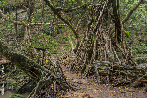 Living roots bridge near Riwai village  Cherrapunjee  Meghalaya  India. This bridge is formed by training tree roots over years to knit together.