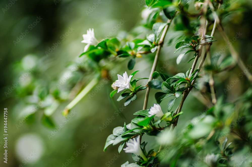 A jasmine bush in full springtime blossom. White flowers A jasmine bush in full springtime blossom. White flowers