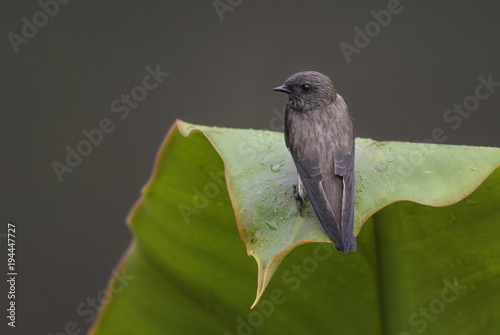 Mascarine Martin - Phedina borbonica, beautiful small perching bird from Madagascar. photo