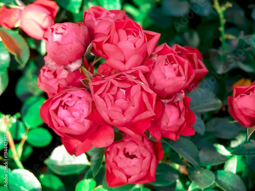 Roses in shadow