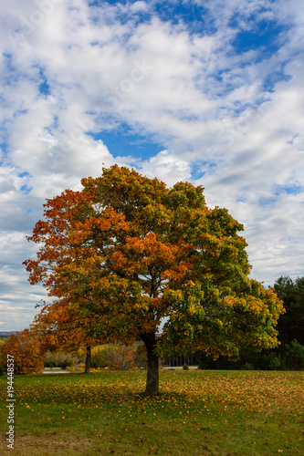 Autumn  fall landscape. Tree with colorful leaves