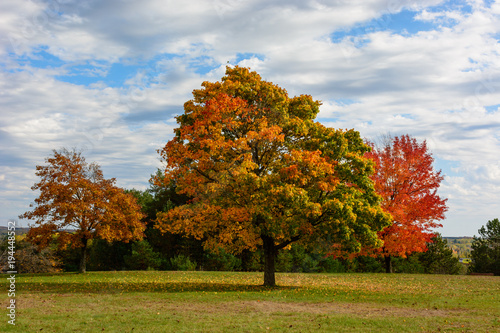 Autumn, fall landscape. Tree with colorful leaves