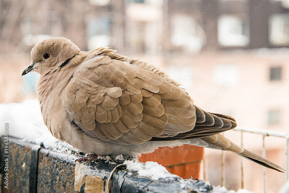 Naklejka premium turtledove poses on the snow