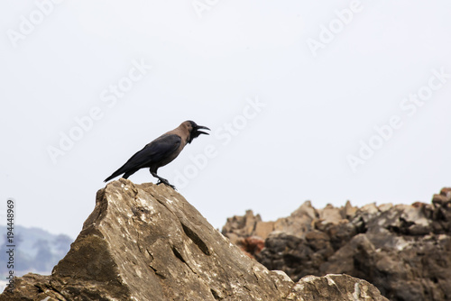 One black crow sitting on the rock