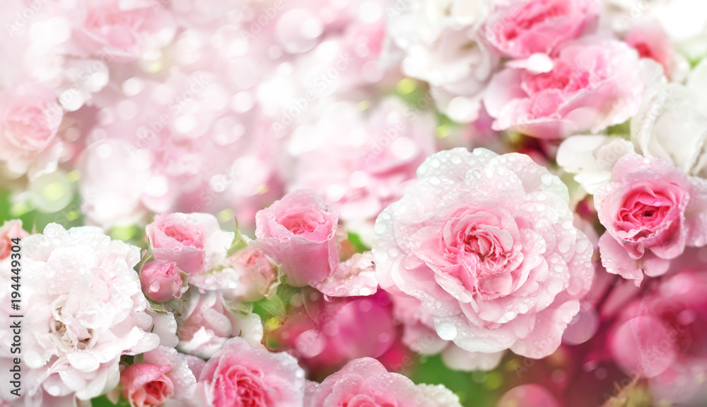 Blossoming roses flowers  background.