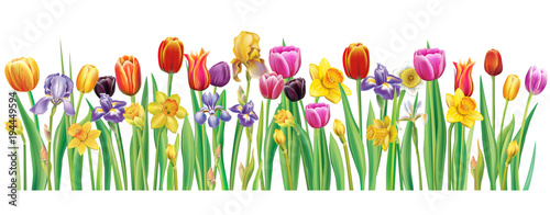 Border with multicolor spring flowers