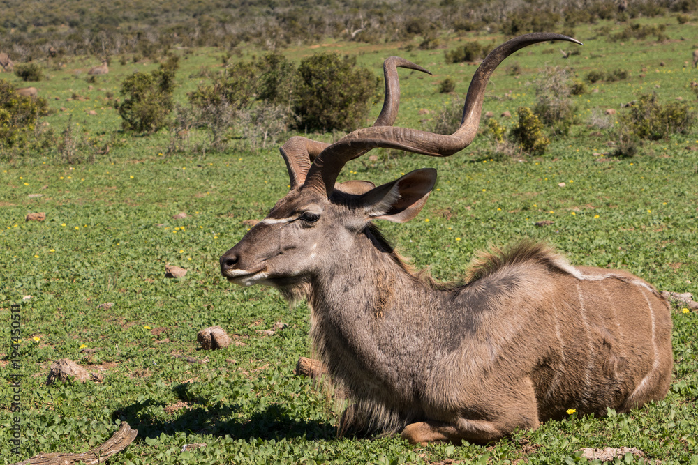 Sitting Kudu Sitting Kudu