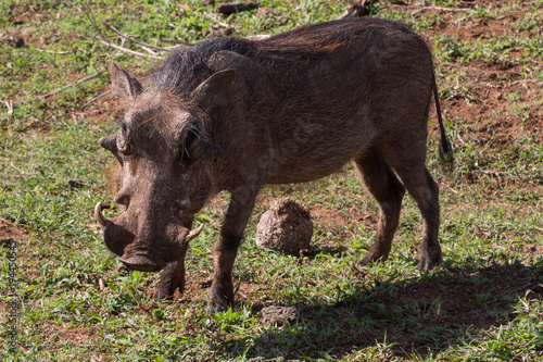 Warthog