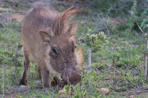 Warthog eating