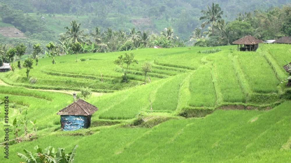view on rice terraces of mountain and house of farmers. Bali, Indonesia view on rice terraces of mountain and house of farmers. Bali, Indonesia
