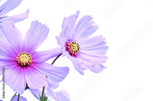 Cosmos flowers in white color background 