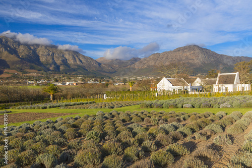 Mullineux and Leeu Family Wines Estate, Franschhoek, Western Cape, South Africa photo