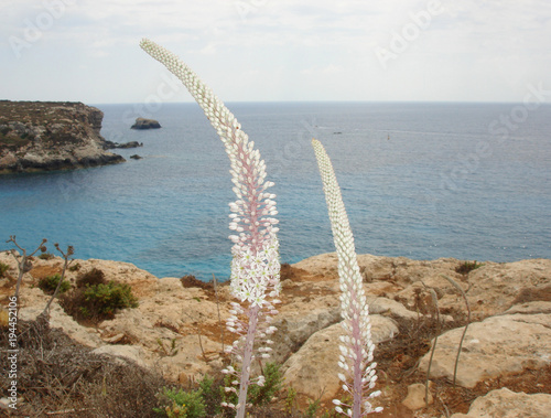 Urginea maritima photo