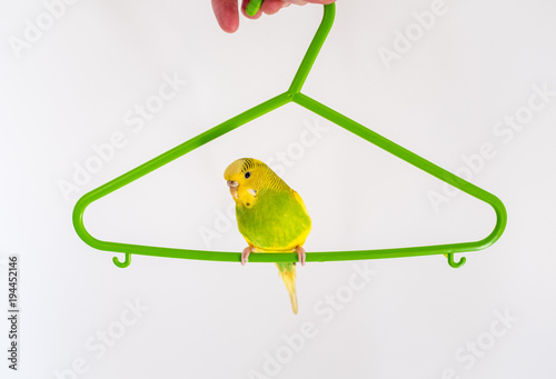 green and yellow budgerigar parakeet sitting, hanging around, on a green plastic coat hanger