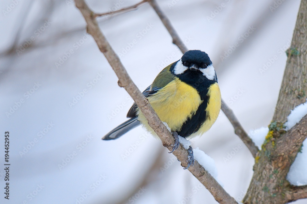 Great Tit Parus major sitting on a branch Great Tit Parus major sitting on a branch