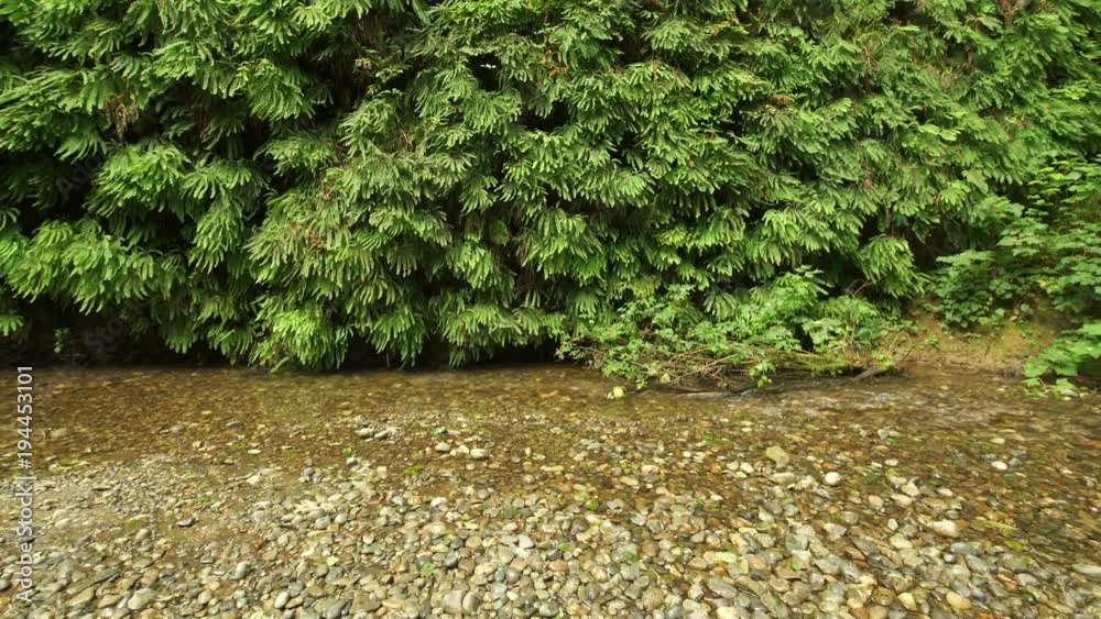 Redwood National Park Fern Canyon Rain Forest in California Redwood National Park Fern Canyon Rain Forest in California
