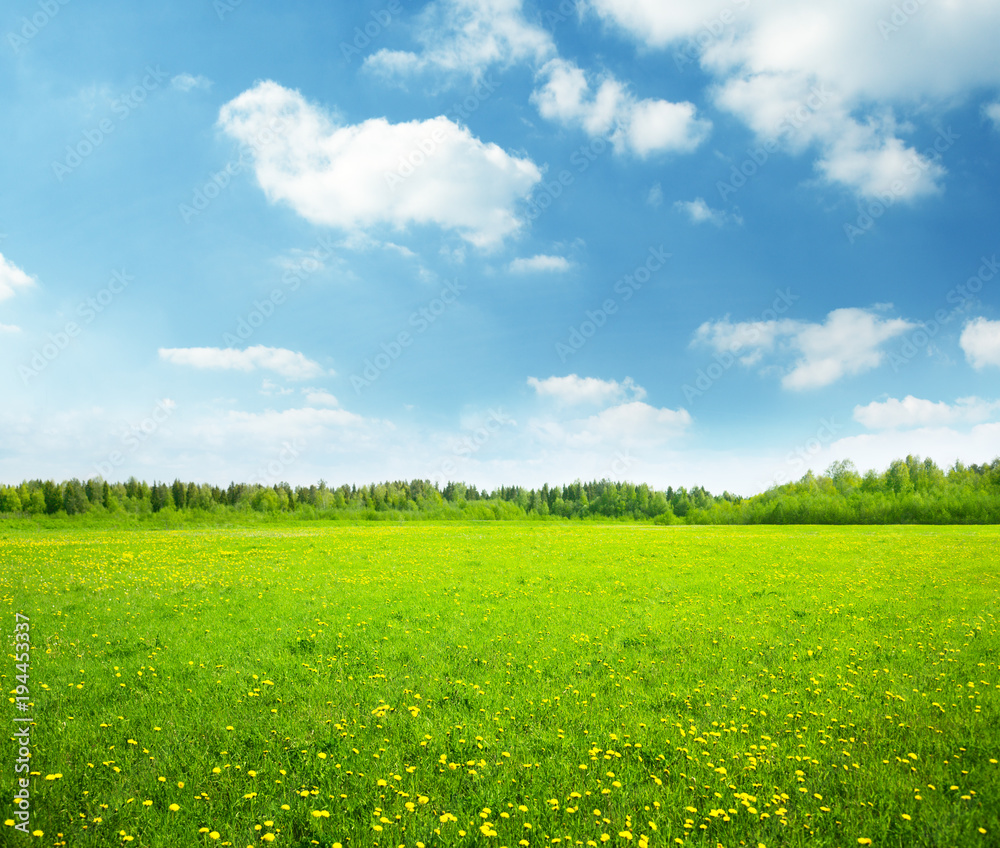 field of spring flowers and perfect sky - obrazy, fototapety, plakaty 