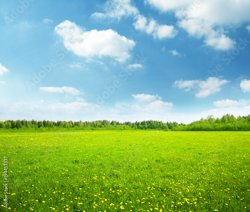 Fototapeta Naklejka Na Ścianę i Meble -  field of spring flowers and perfect sky