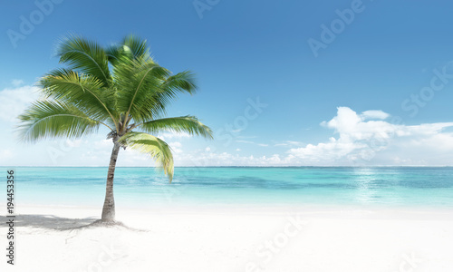 Fototapeta Naklejka Na Ścianę i Meble -  palm on the beach
