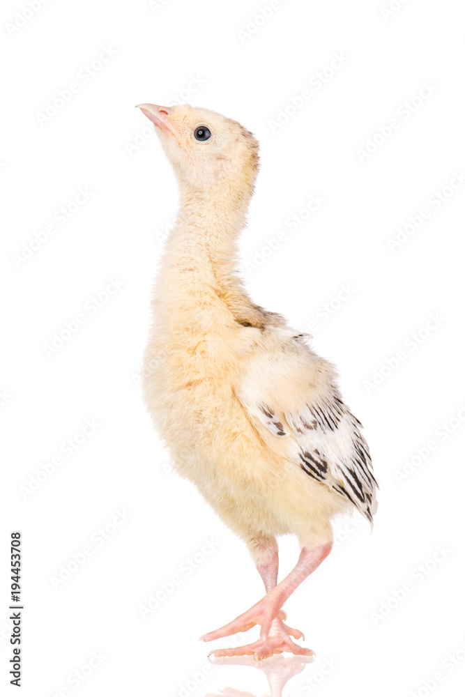 Obraz premium Cute little newborn chicken turkey, isolated on white background. One young nice big bird.