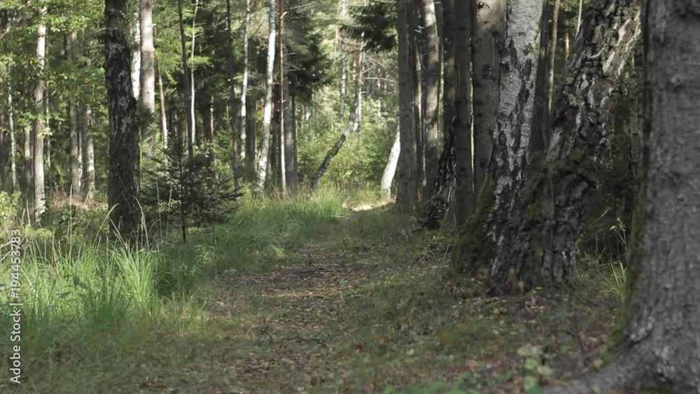 Forest trail in the mixed pine and birch tree forest in autumn Forest trail in the mixed pine and birch tree forest in autumn