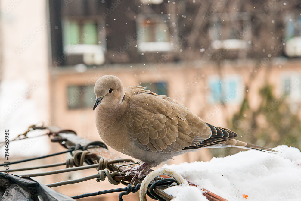 Naklejka premium turtledove poses on the snow
