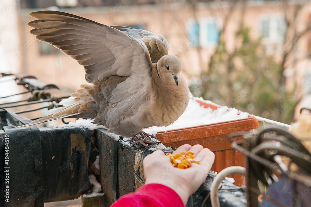 Naklejka premium Turtle dove eat corns on the hand