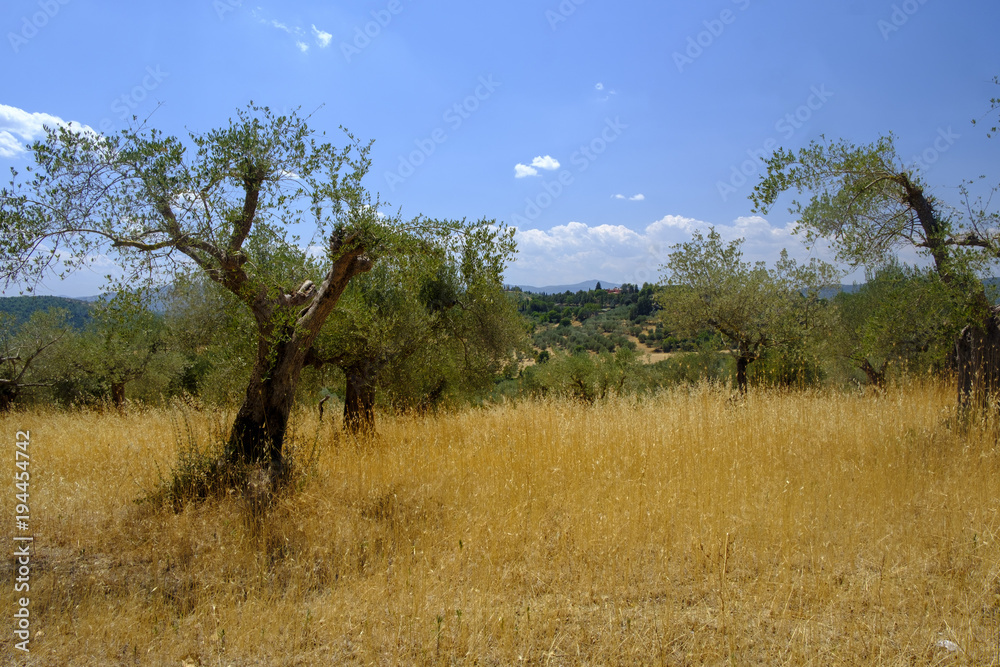 Summer landscape near Perugia