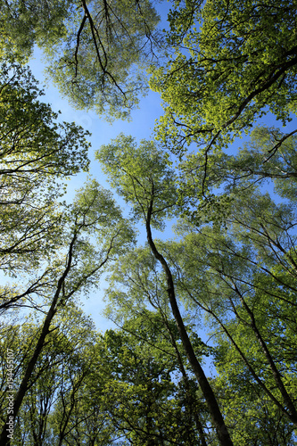 Looking up into a canopy of trees in a forest or wood. Bright fresh green springtime leaves against a bright blue sky. Morning sun shining on the tops of tall trees.