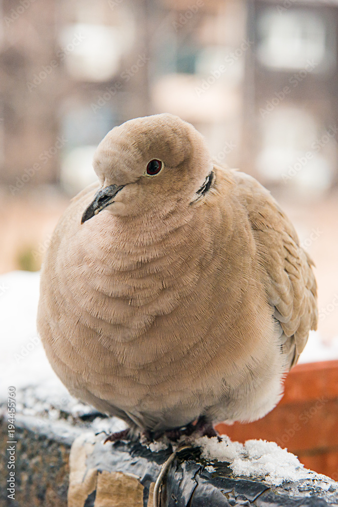 Naklejka premium turtledove poses on the snow