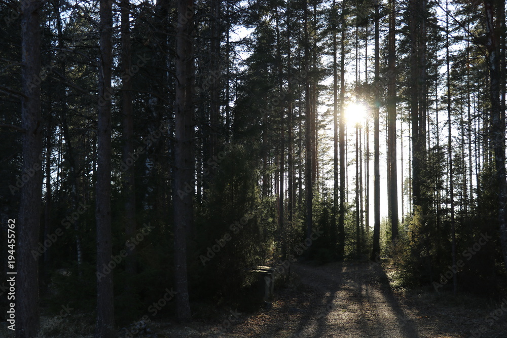 Obraz premium Sunrise in the Forest 