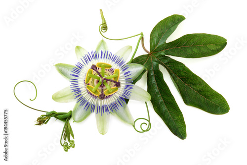 Passion flower on white.