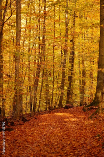 Hübsches Herbstmotiv eines Waldes mit gelb und braun Tönen