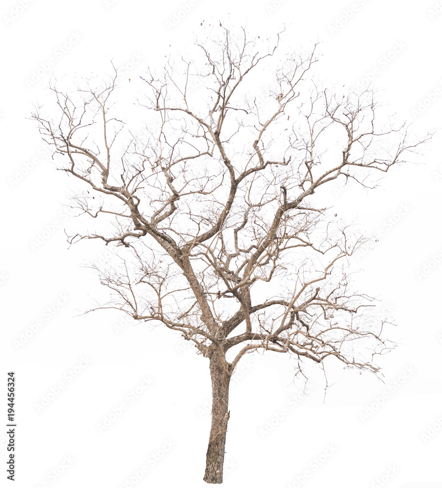 Dead tree on with white background Dead tree on with white background