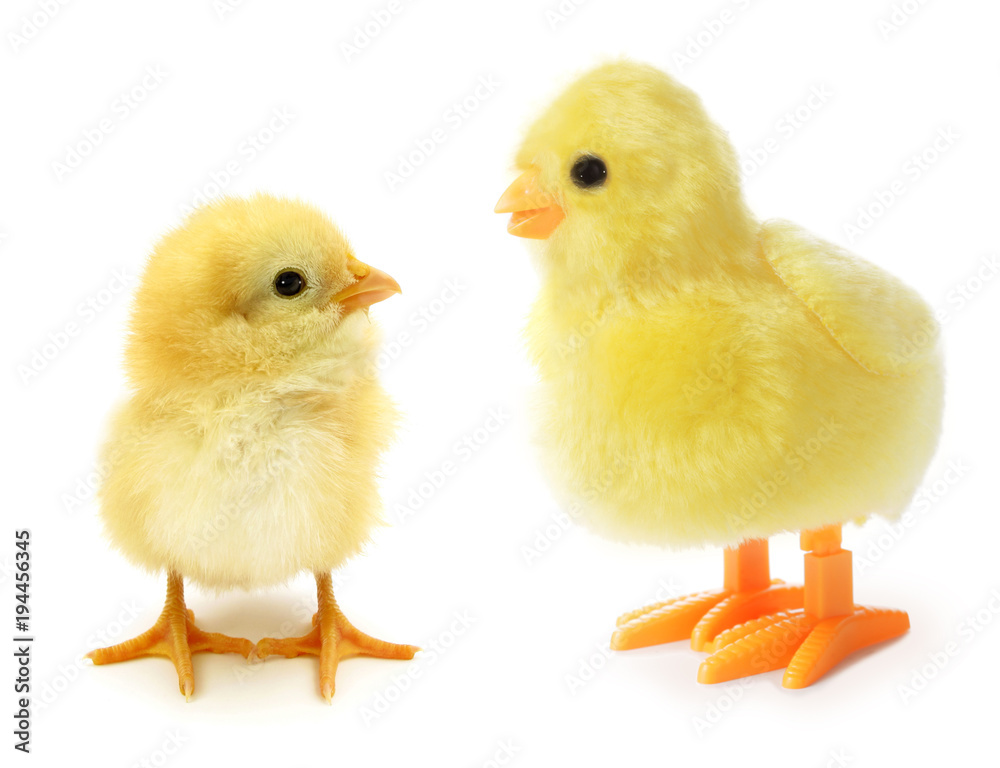 Two chicks one real other artificial