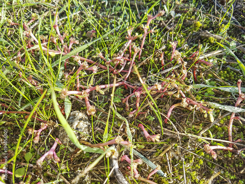 Purple spurge photo