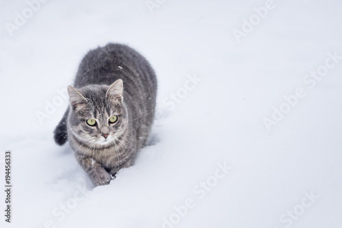 Domestic gray cat walk in the snow on cloudy day © Zoran