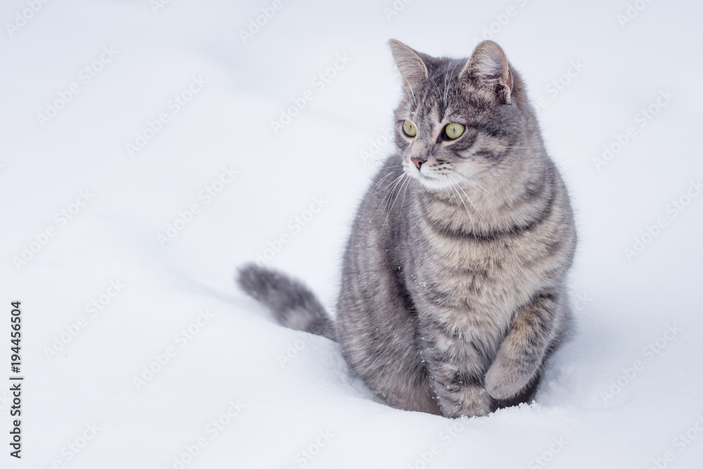 Domestic gray cat sit in the snow on cloudy day