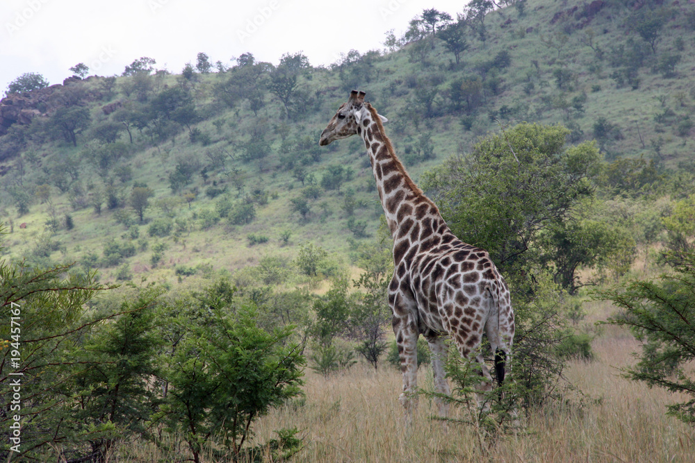 Fototapeta premium Giraffe observing south african bush