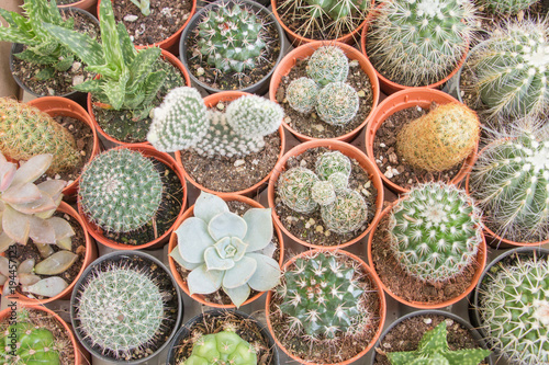 Succulents and different cactus in pots on top view
