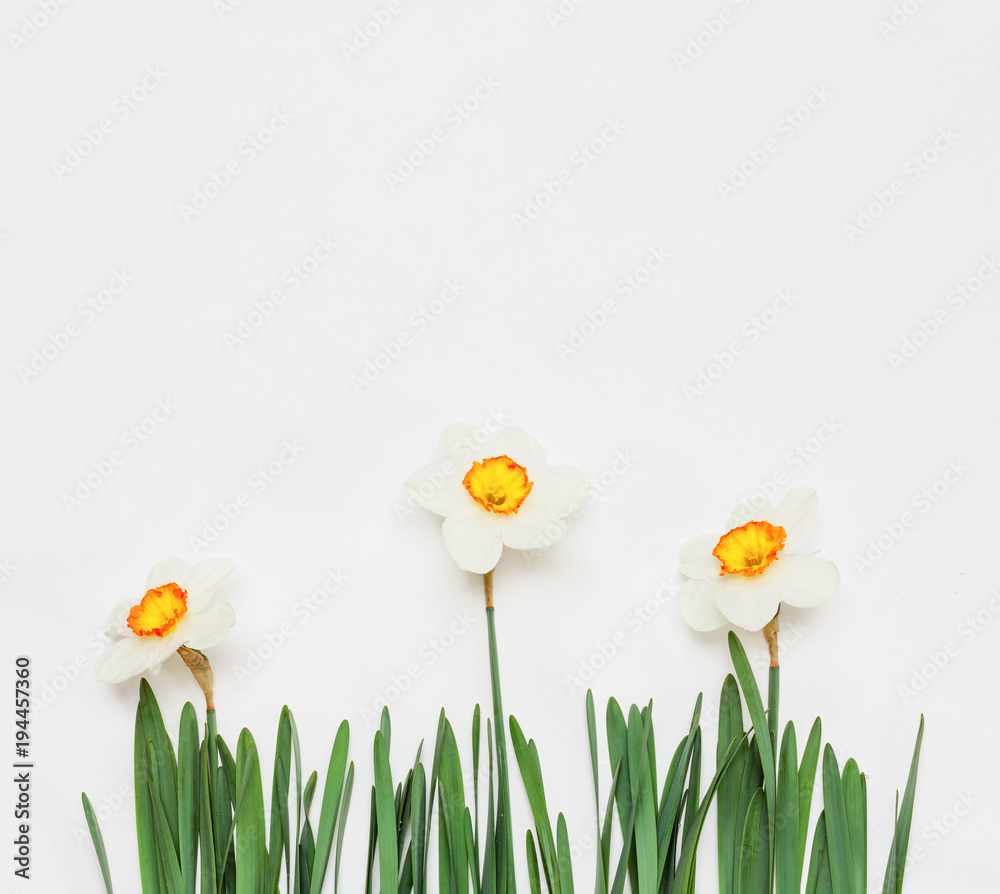 flowers Narcissus on white background. mock up for text, for phrases, for lettering, for congratulations