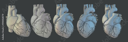 3D human heart illustration in various view