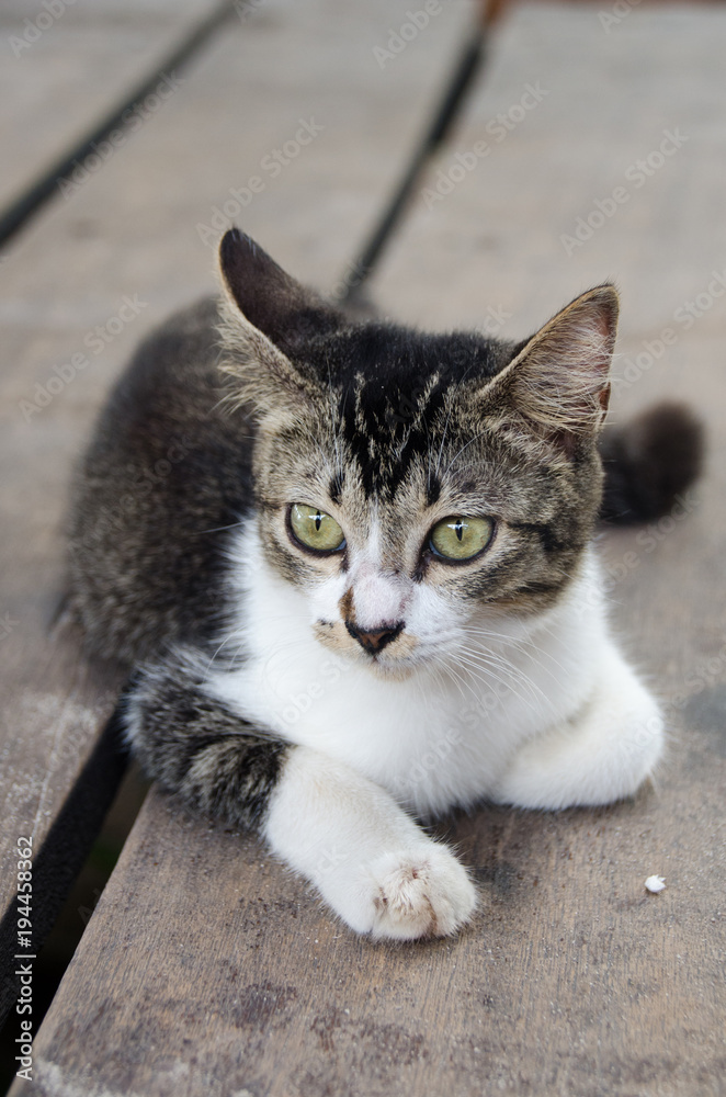 Young cat lying on the ground, Look with suspicion.