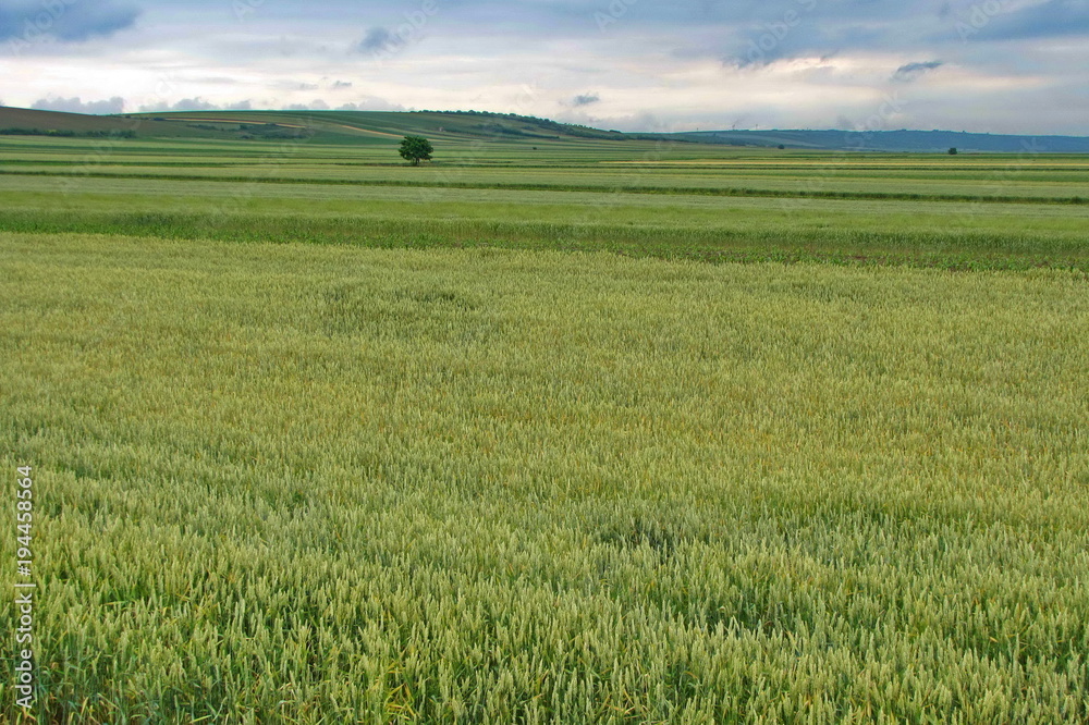 Obraz premium Field in Vojvodina, Serbia