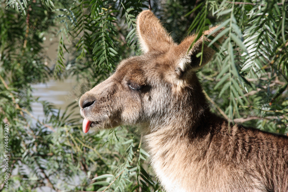 Fototapeta premium Kangaroo sticking out his tongue