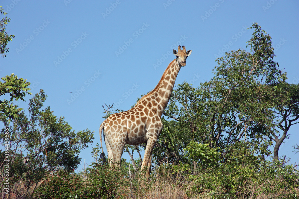 Obraz premium Giraffe at the bush