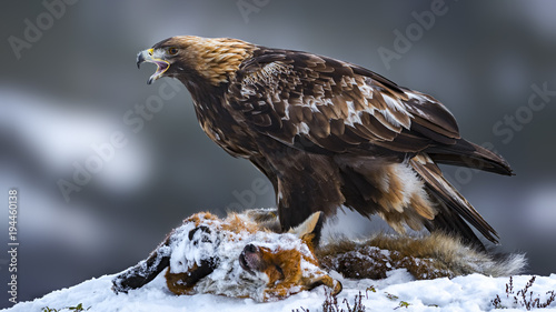Golden eagle standing over dead fox