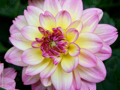 Yellow and Pink Dahlia single bloom